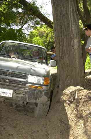 Shaving the tree